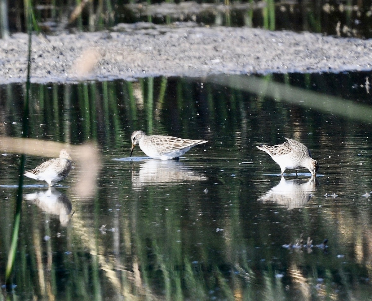 Pectoral Sandpiper - ML619989893