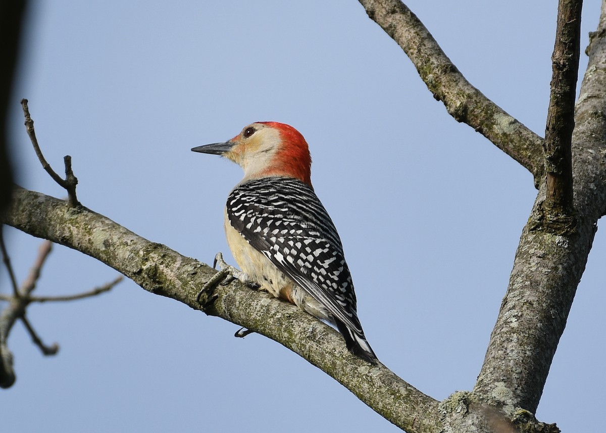 Red-bellied Woodpecker - ML619989894