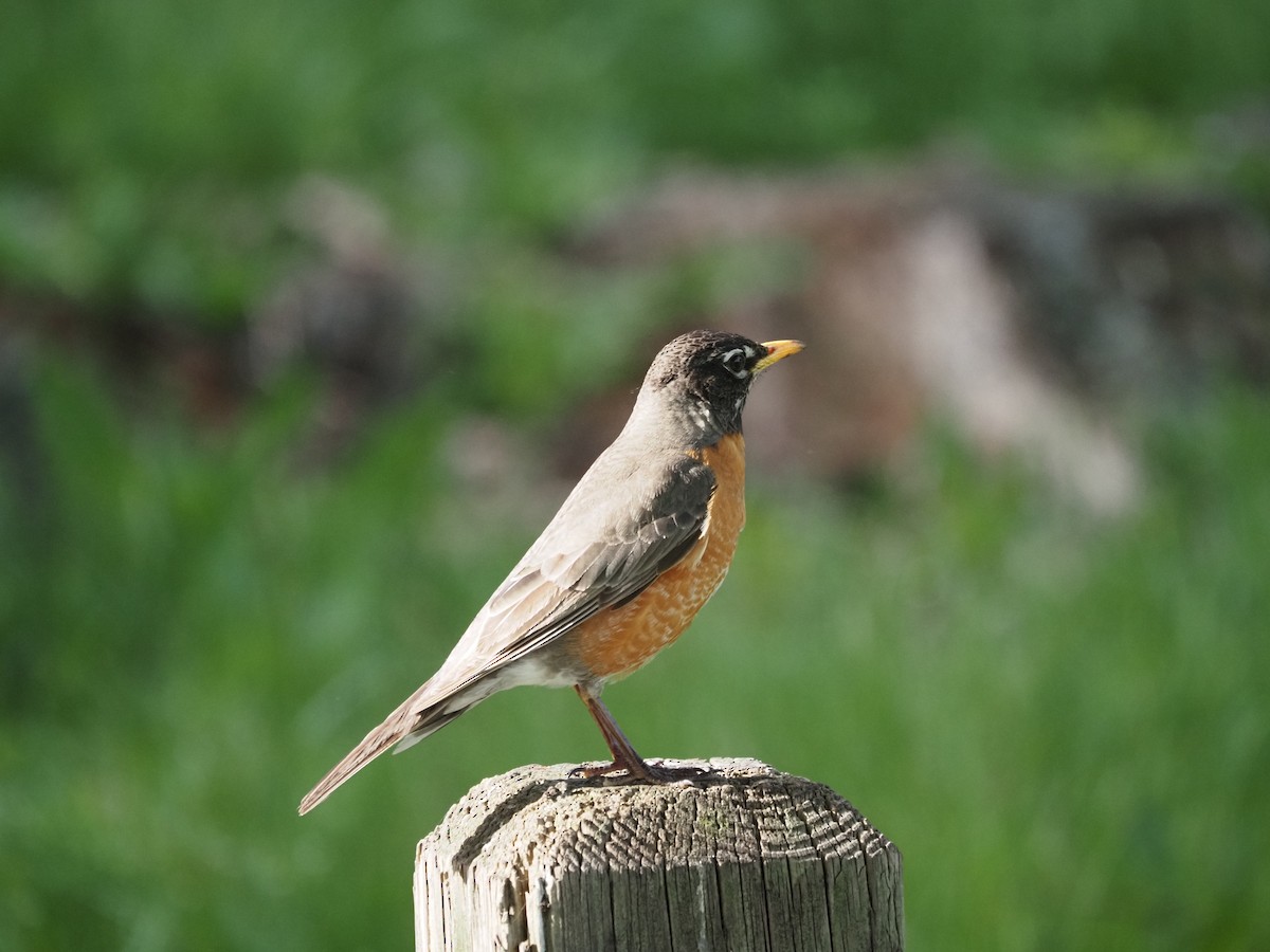 American Robin - ML619989899