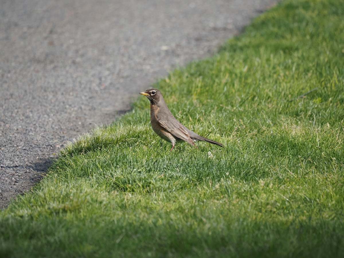 American Robin - ML619989900