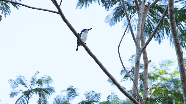 Rufous-lored Kingfisher - ML619989901