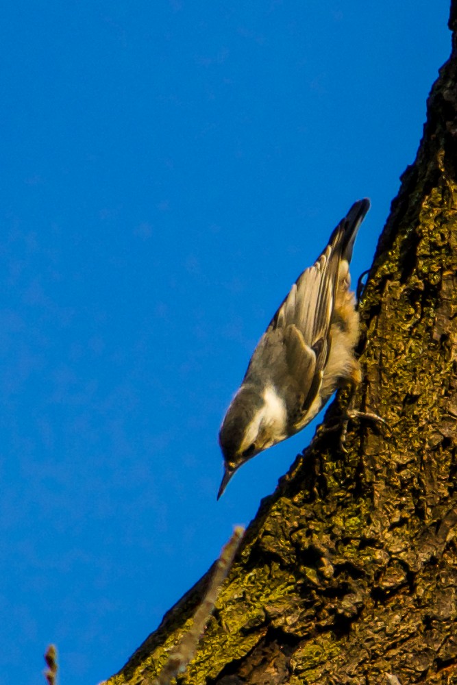 White-breasted Nuthatch - ML619989903