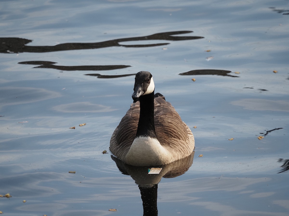 Canada Goose - ML619989905