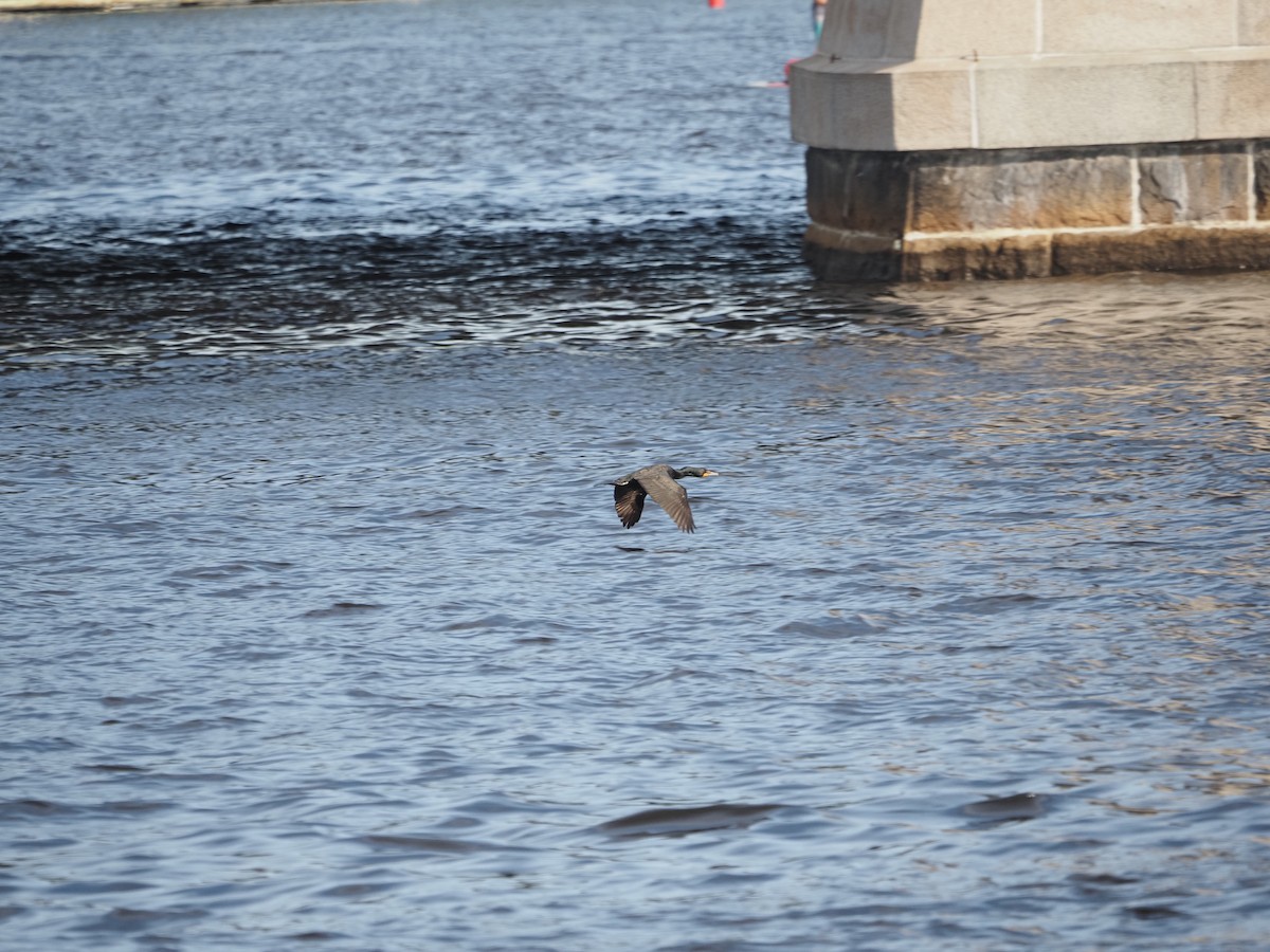 Double-crested Cormorant - ML619989907