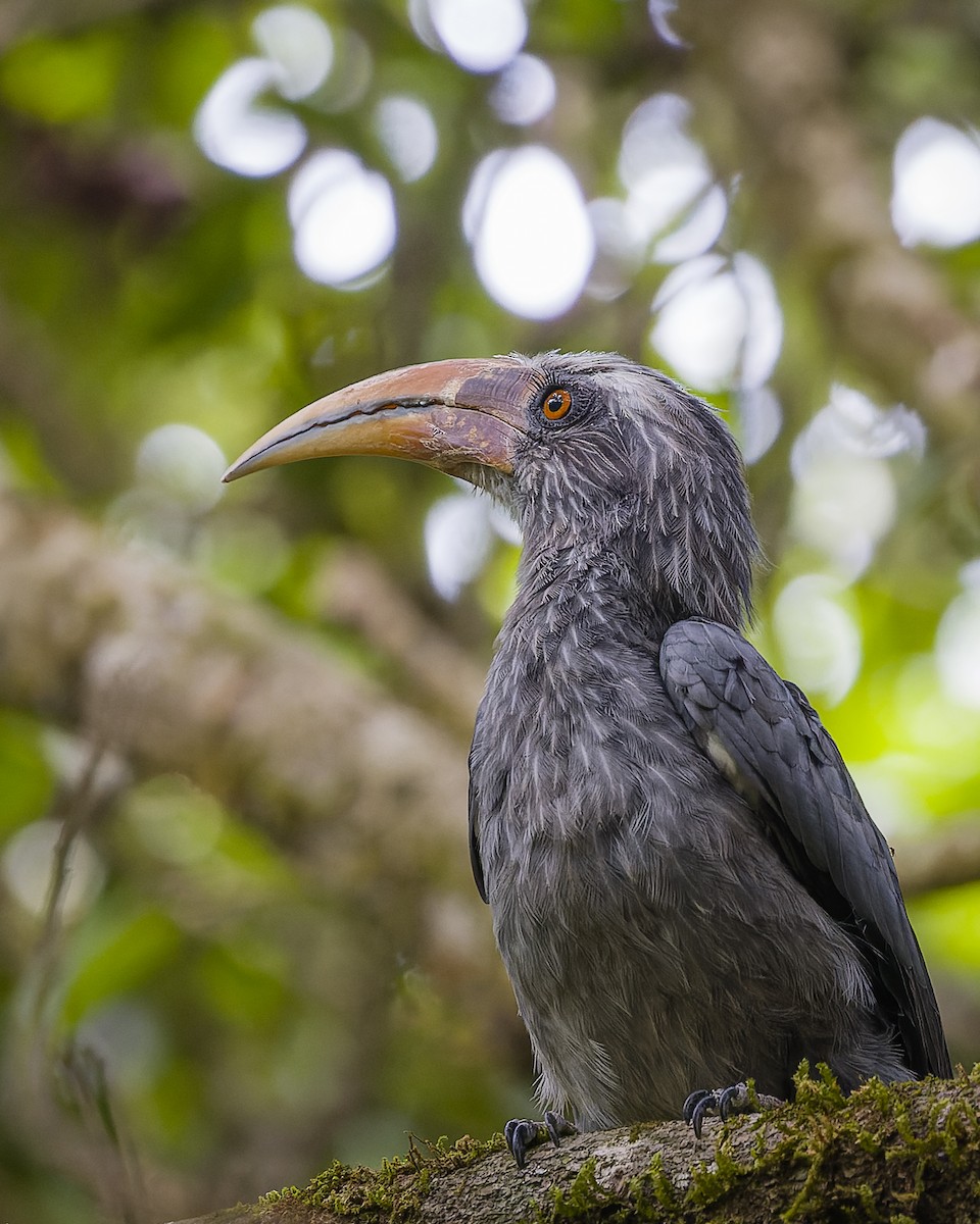 Malabar Gray Hornbill - ML619989908