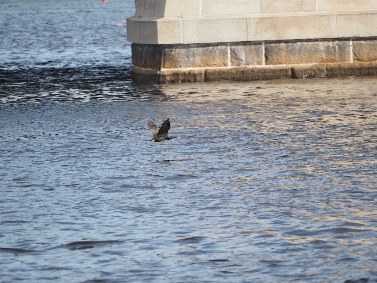 Double-crested Cormorant - ML619989909