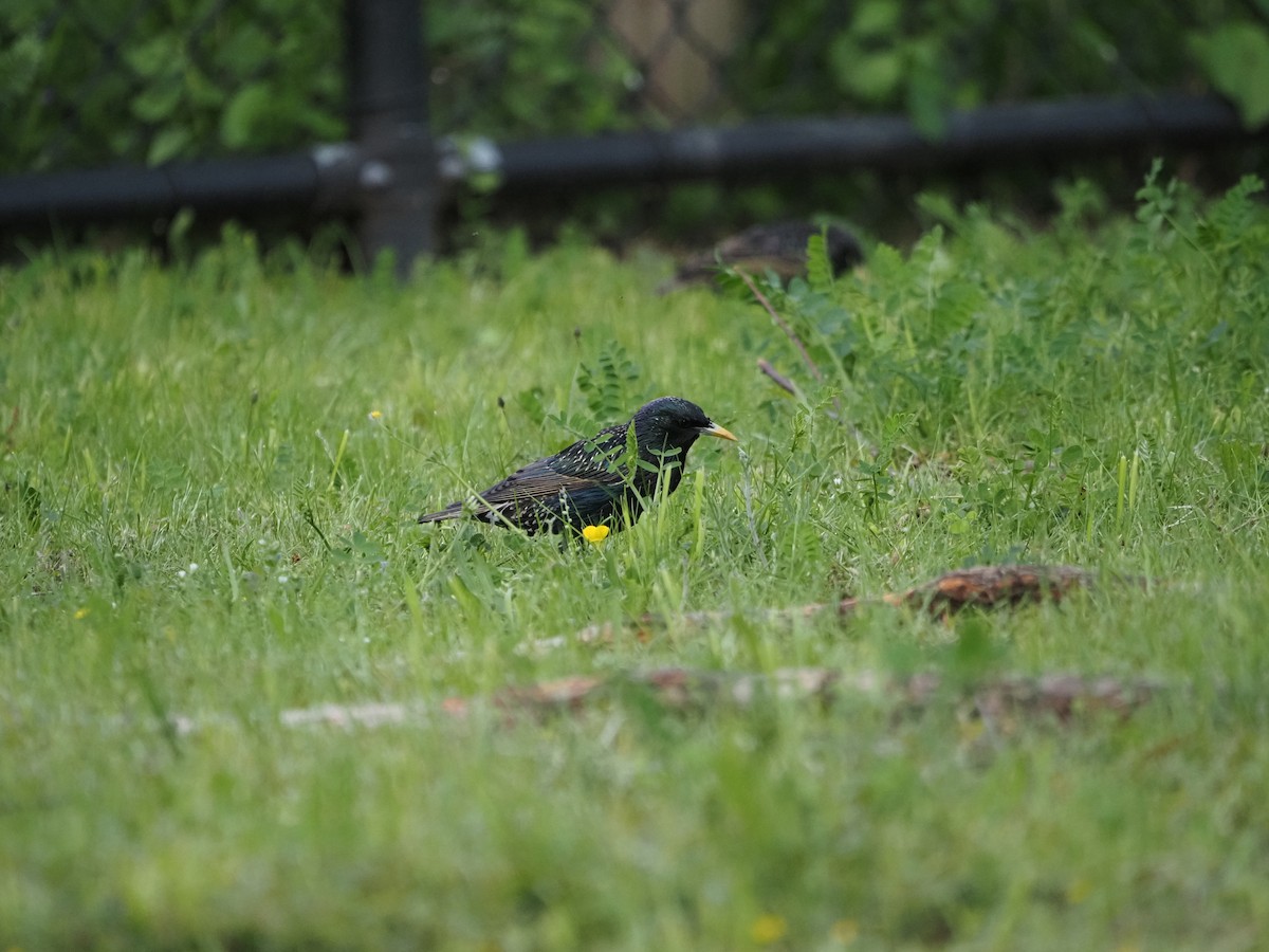 European Starling - ML619989914