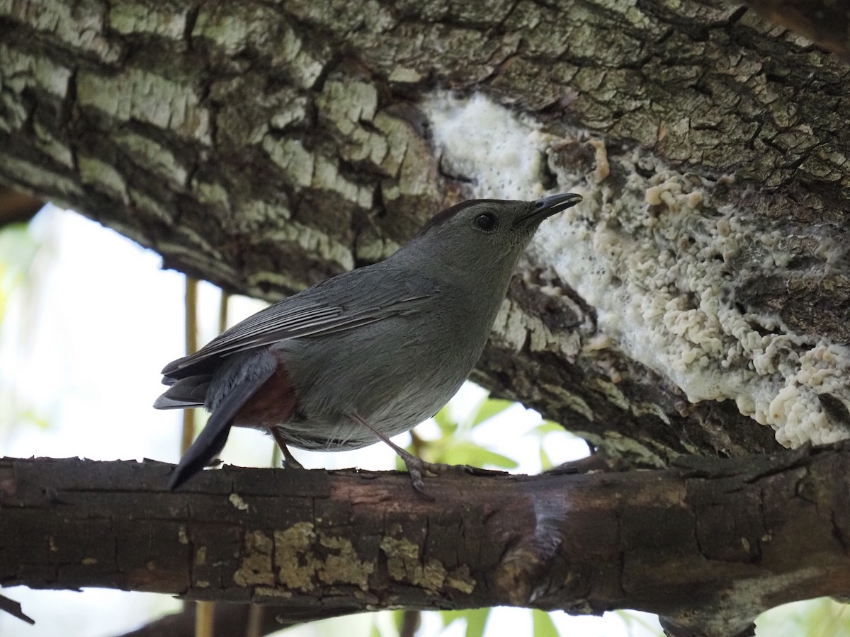 Gray Catbird - ML619989917