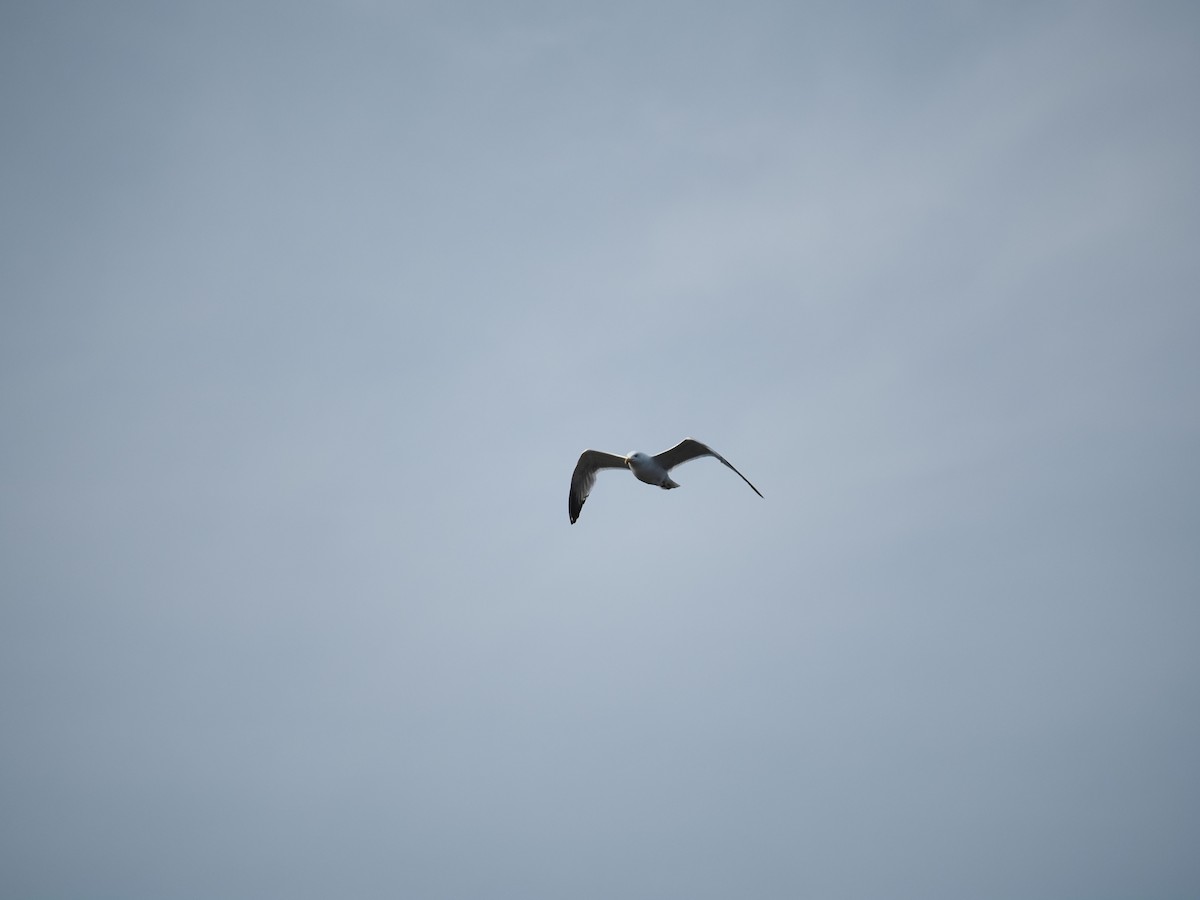 Herring Gull - ML619989925