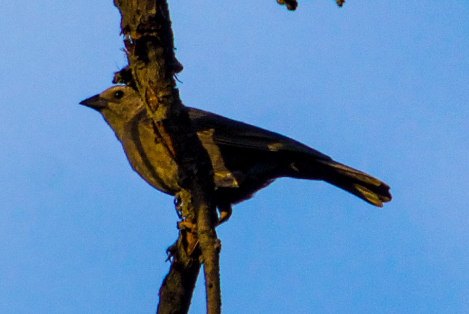 Brown-headed Cowbird - ML619989927