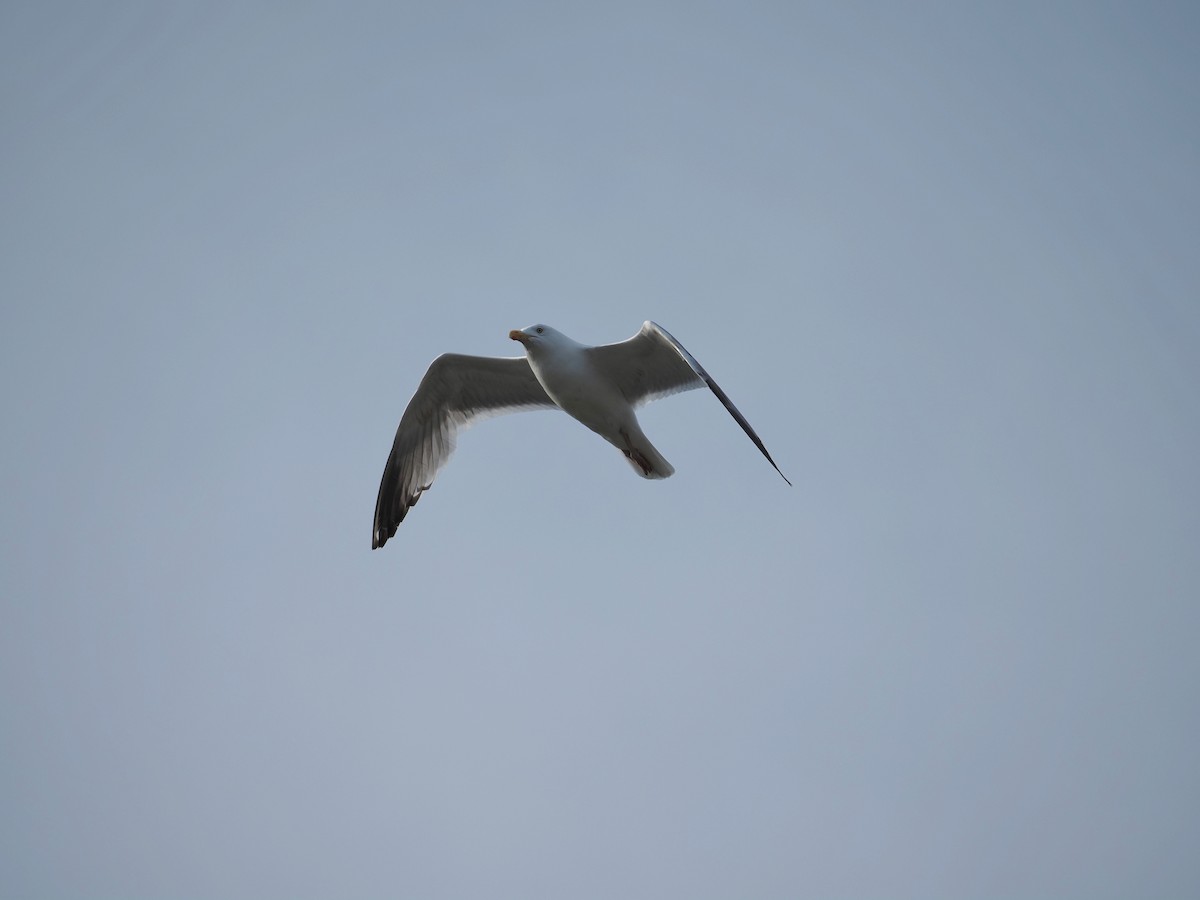 Herring Gull - ML619989928