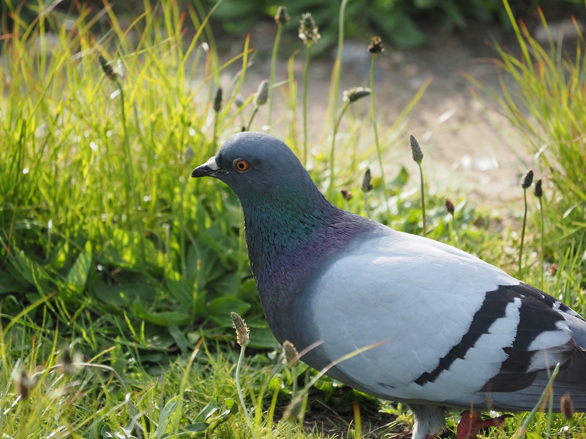 Rock Pigeon (Feral Pigeon) - ML619989930