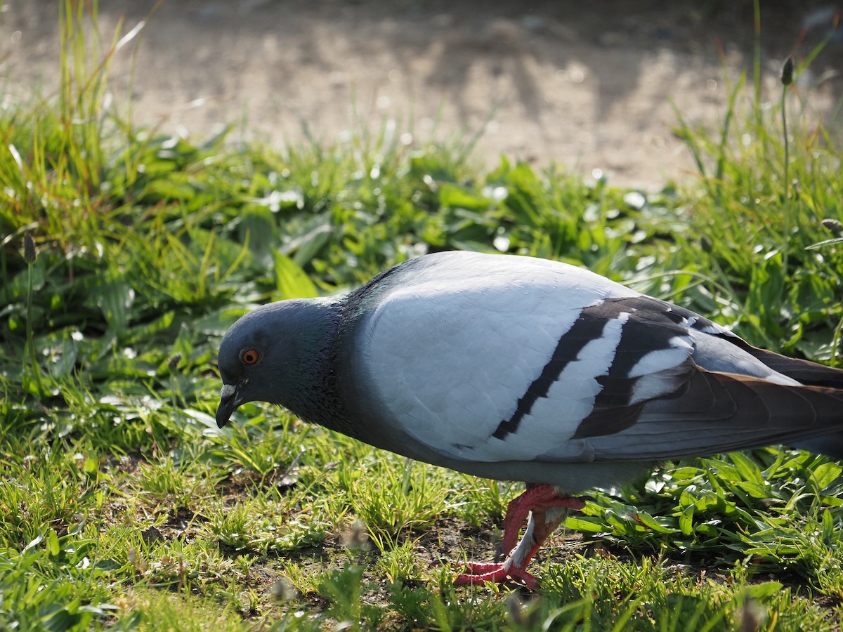 Rock Pigeon (Feral Pigeon) - ML619989931