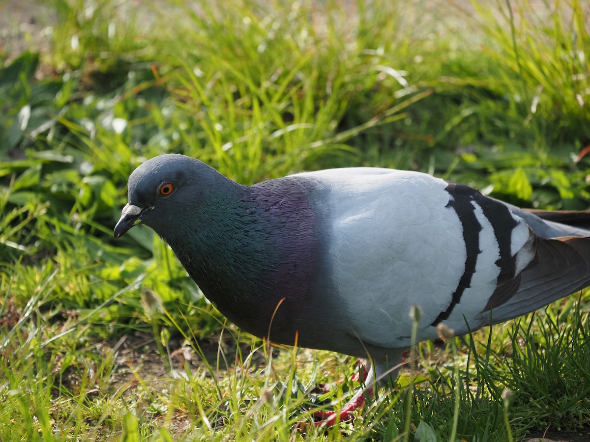 Rock Pigeon (Feral Pigeon) - ML619989933