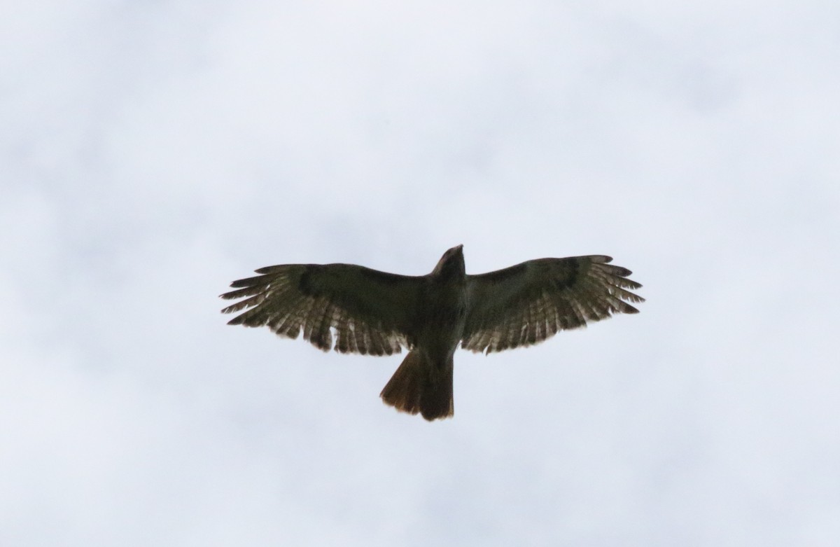 Red-tailed Hawk - ML619989934