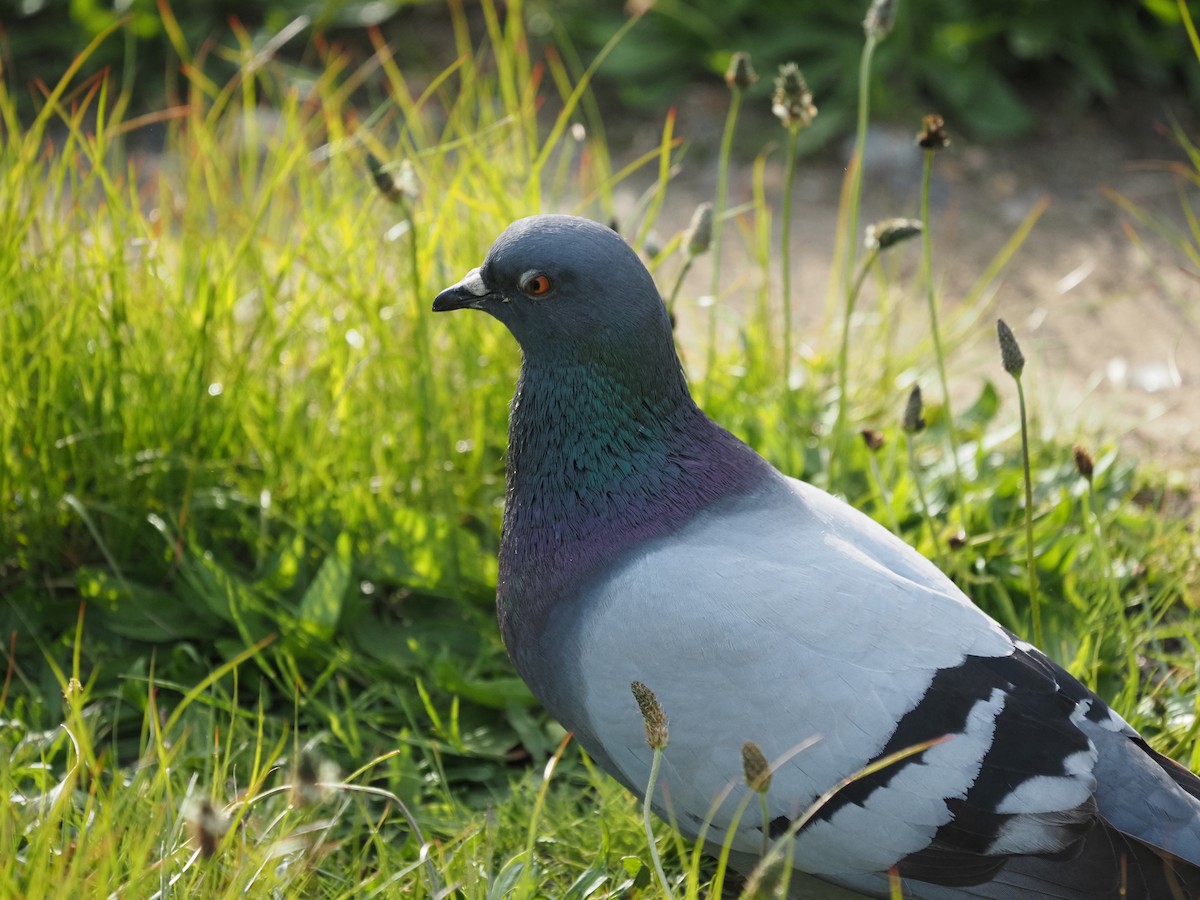 Rock Pigeon (Feral Pigeon) - ML619989935