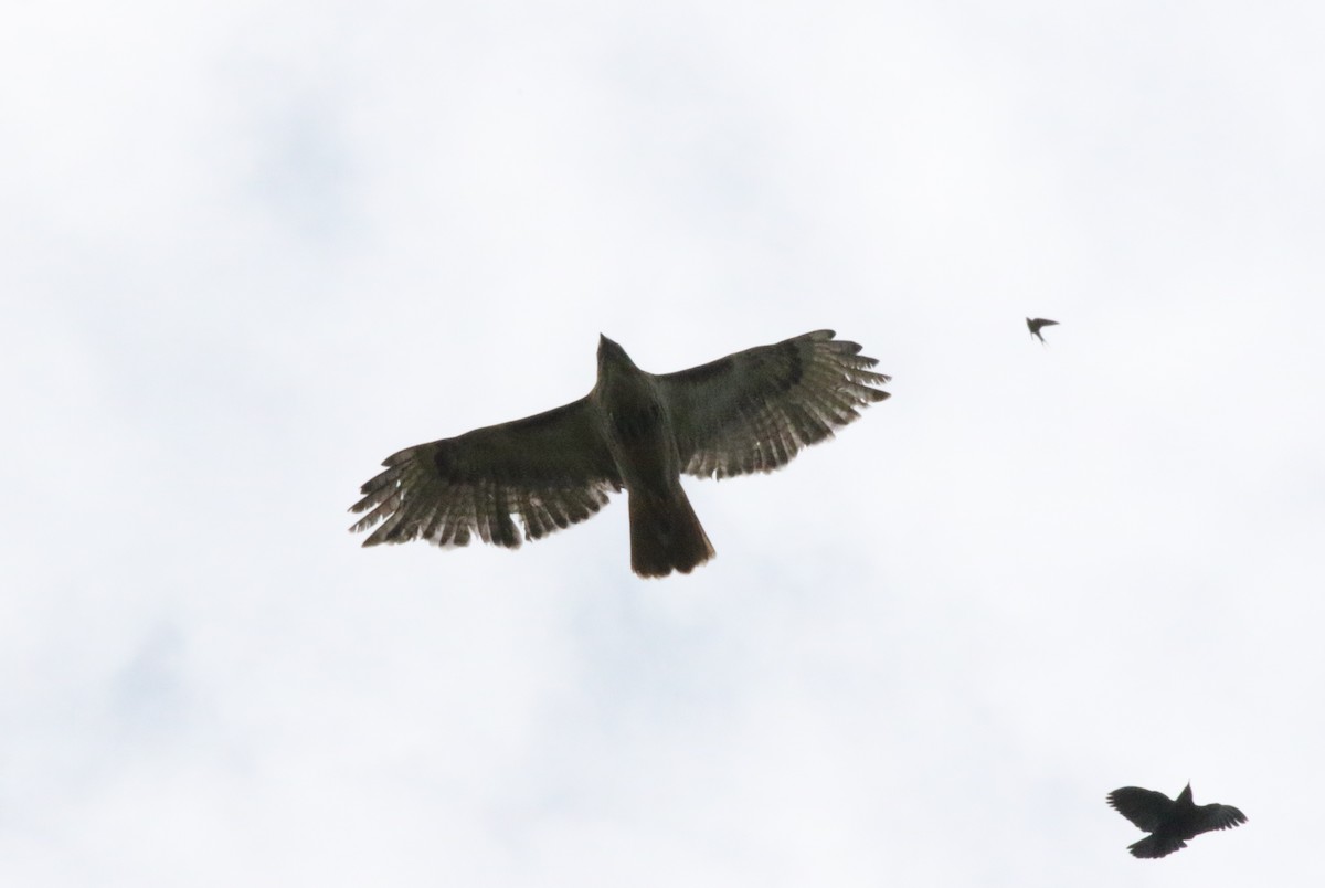 Red-tailed Hawk - ML619989937