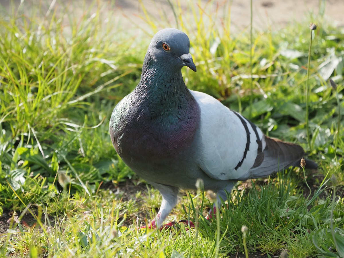 Rock Pigeon (Feral Pigeon) - ML619989938