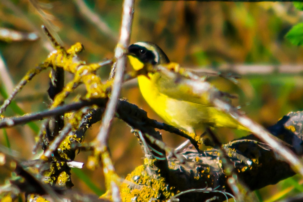 Common Yellowthroat - ML619989939