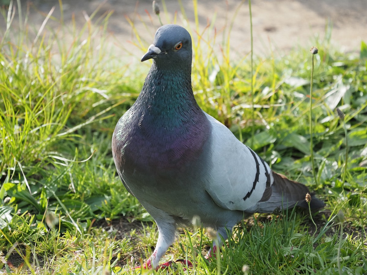 Rock Pigeon (Feral Pigeon) - ML619989941