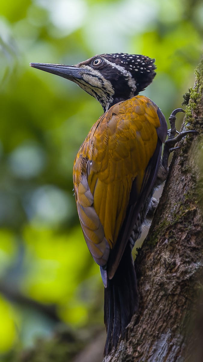 Malabar Flameback - ML619989963