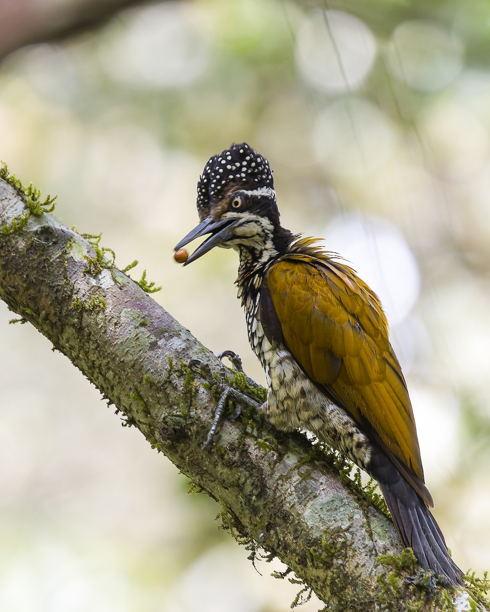 Malabar Flameback - ML619989966