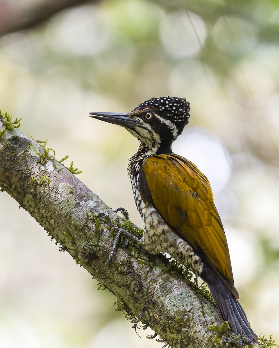 Malabar Flameback - ML619989967