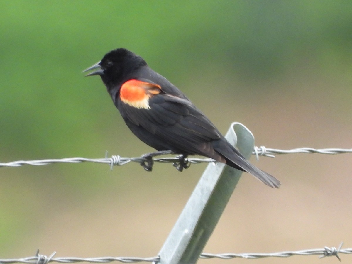 Red-winged Blackbird - ML619989972