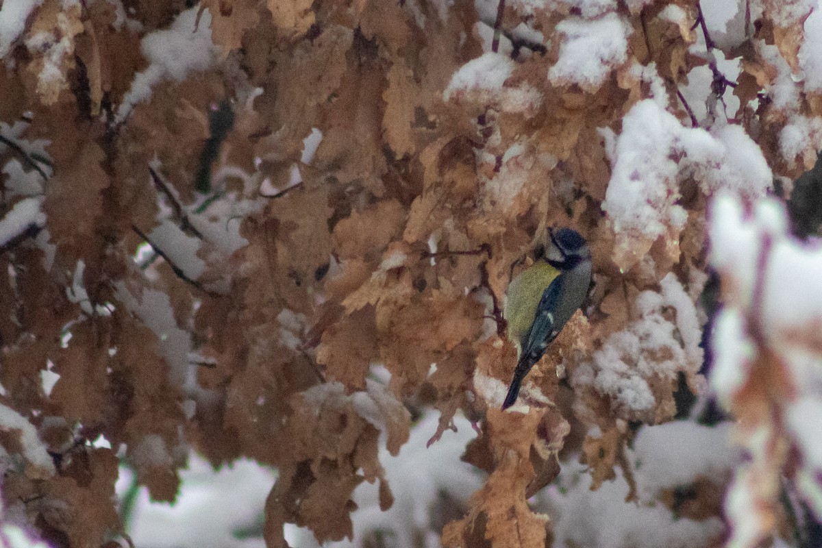 Eurasian Blue Tit - ML619989973