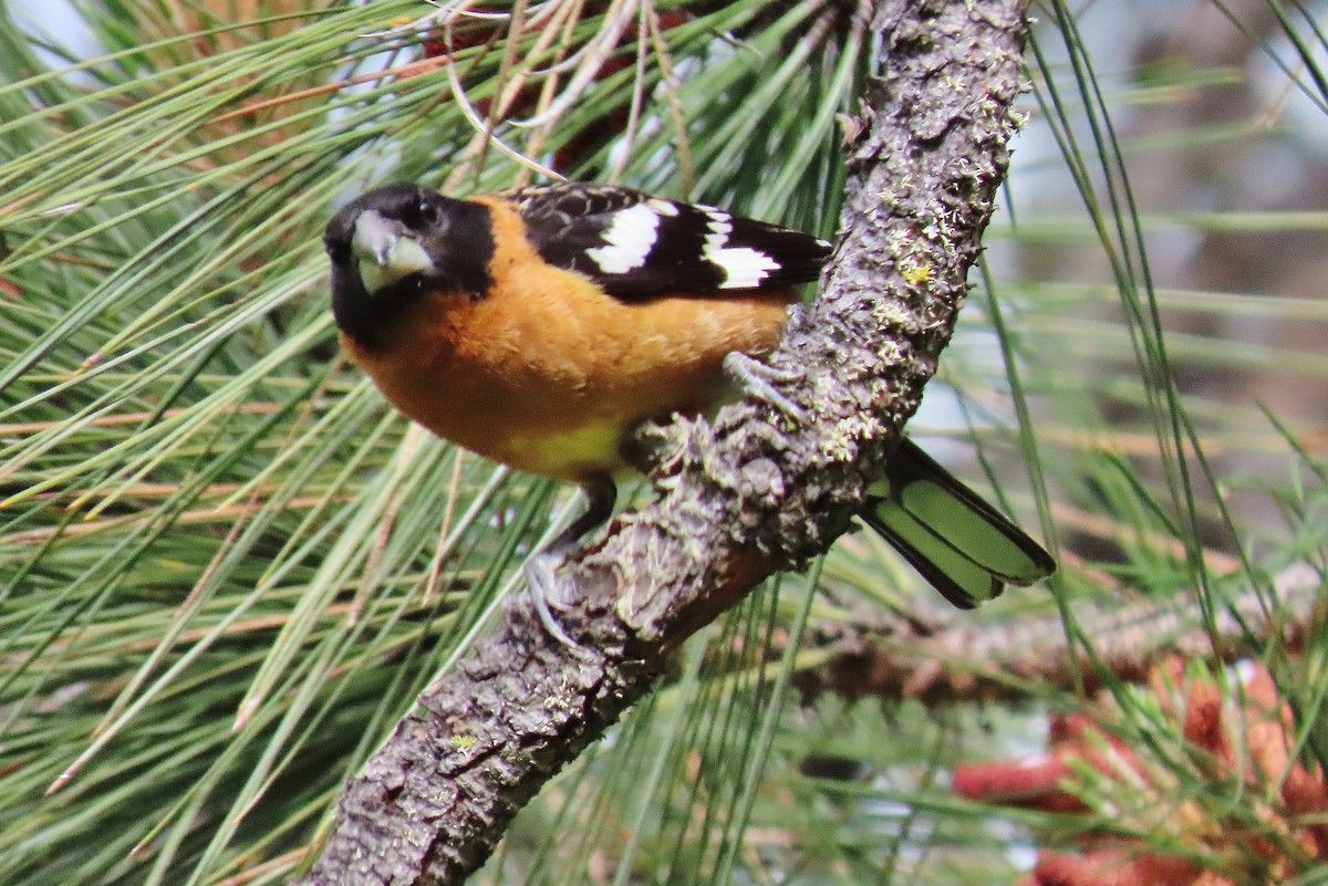 Black-headed Grosbeak - ML619989980