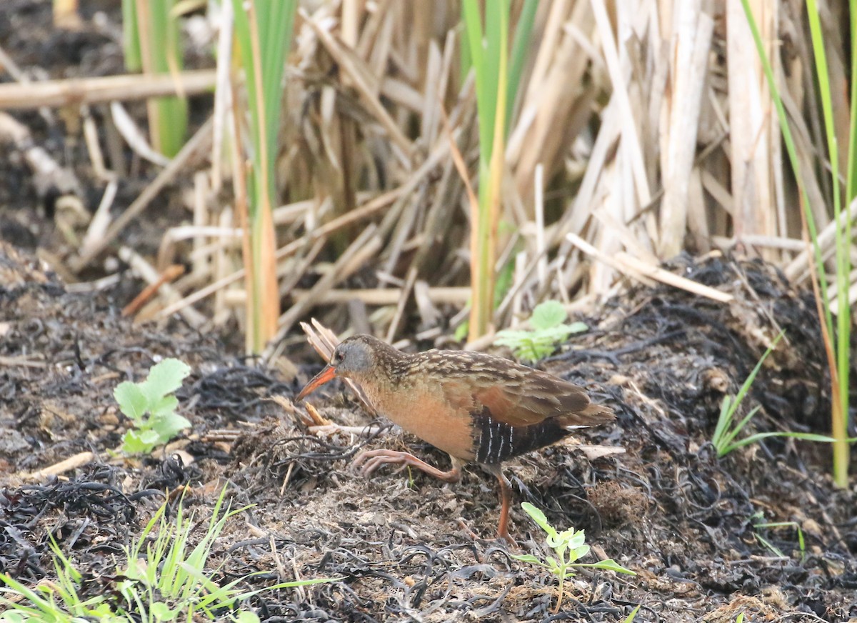 Virginia Rail - ML619989987