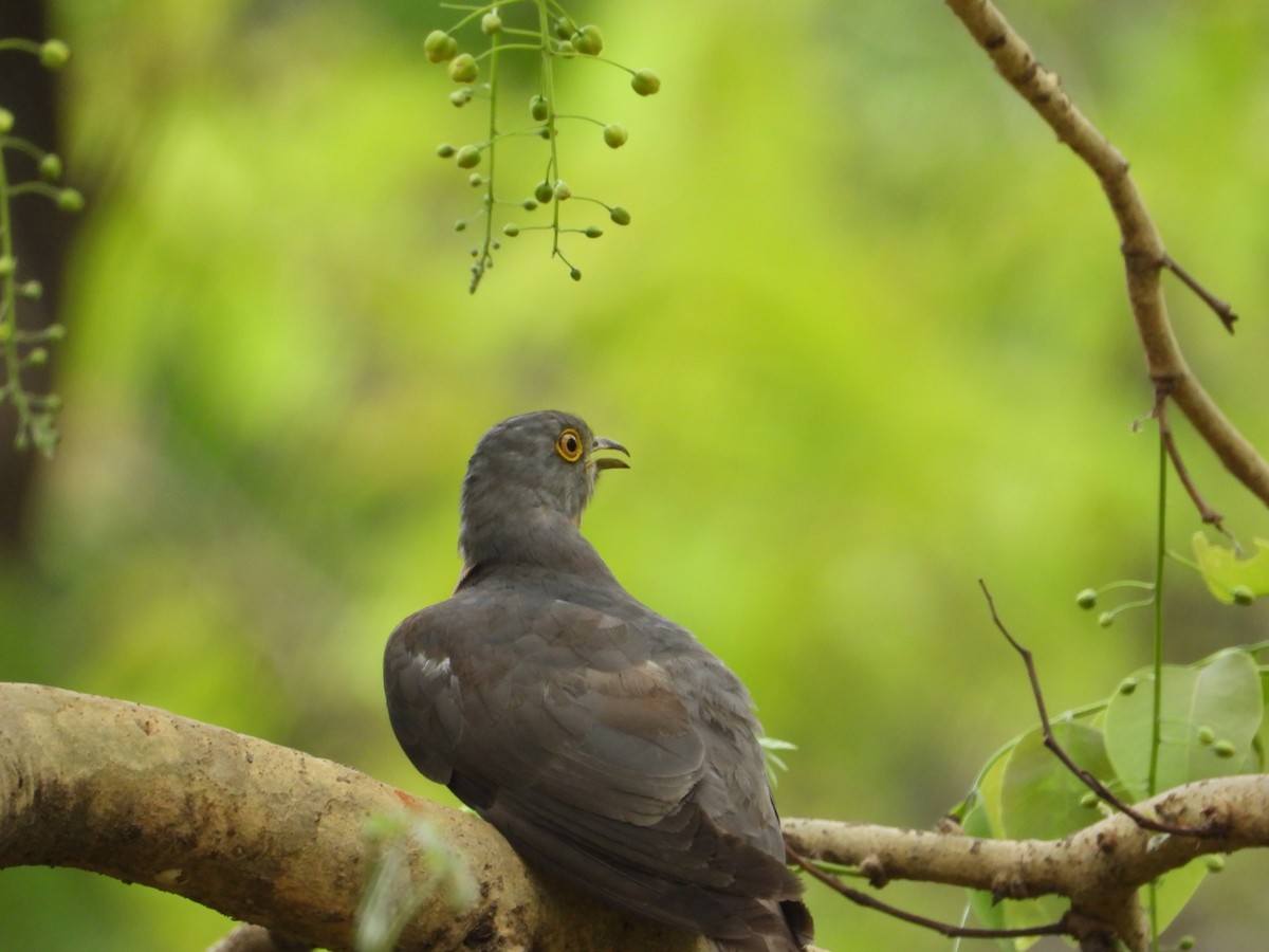 Common Hawk-Cuckoo - ML619989991