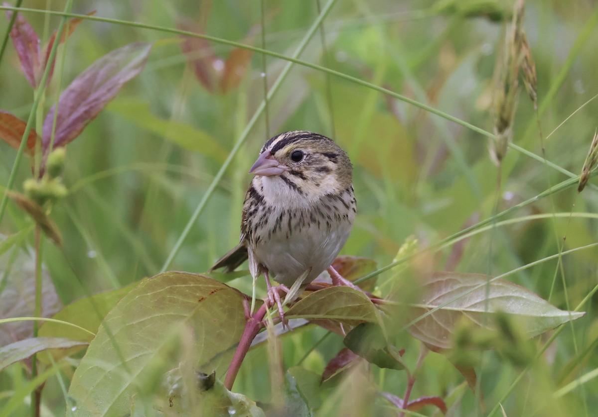 Henslow's Sparrow - ML619989995