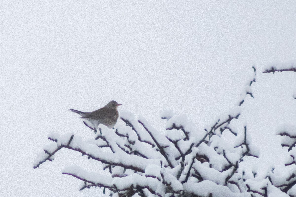 Fieldfare - ML619989999