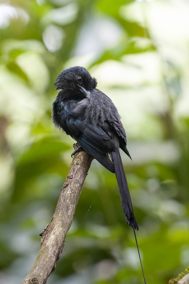 Greater Racket-tailed Drongo - ML619990003