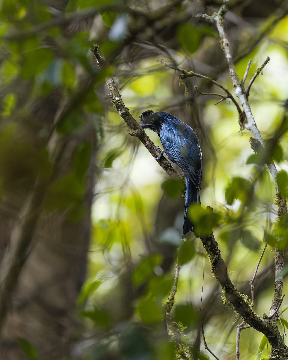 Greater Racket-tailed Drongo - ML619990004