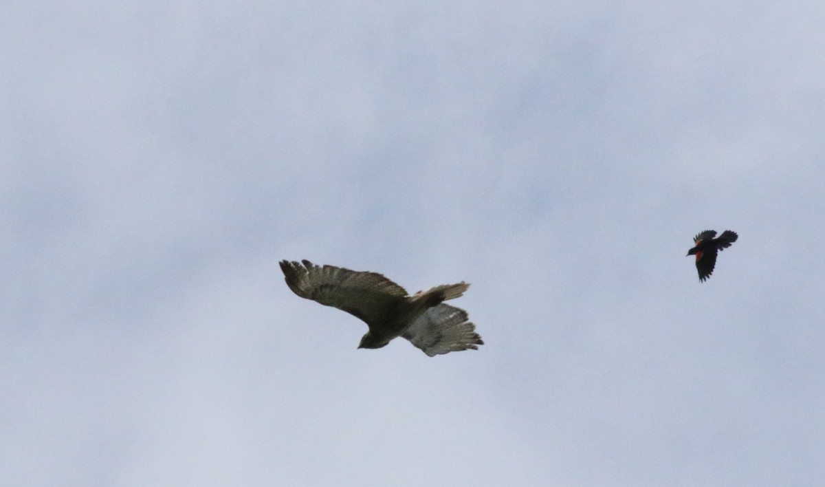 Red-tailed Hawk - ML619990008