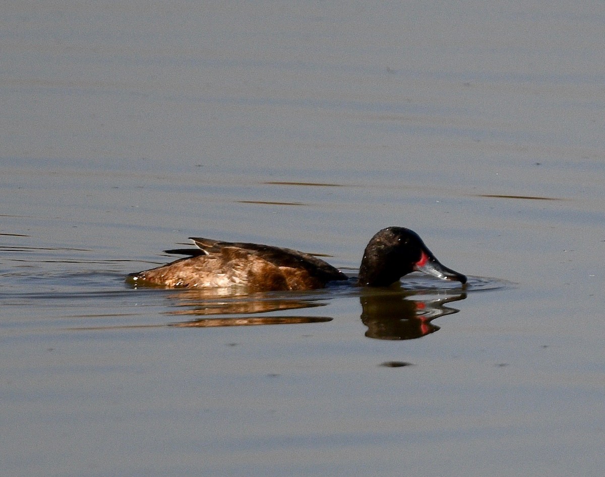 Black-headed Duck - ML619990027