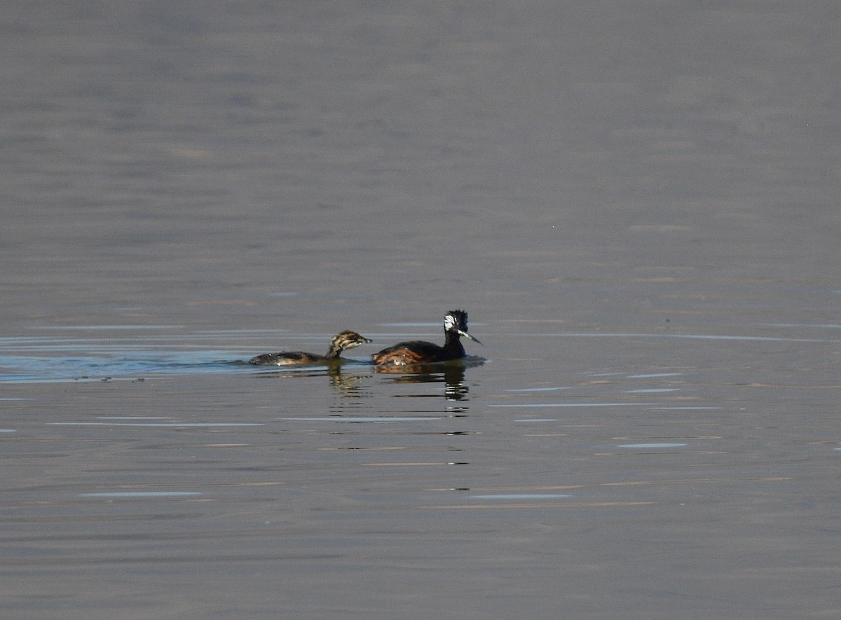 White-tufted Grebe - ML619990034