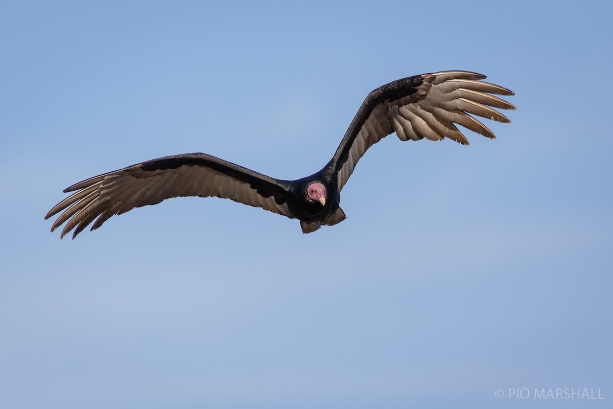 Turkey Vulture - ML619990038