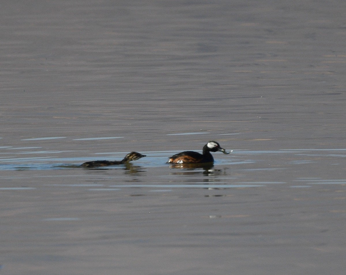 White-tufted Grebe - ML619990042