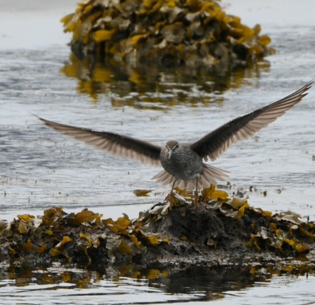 Wandering Tattler - ML619990043