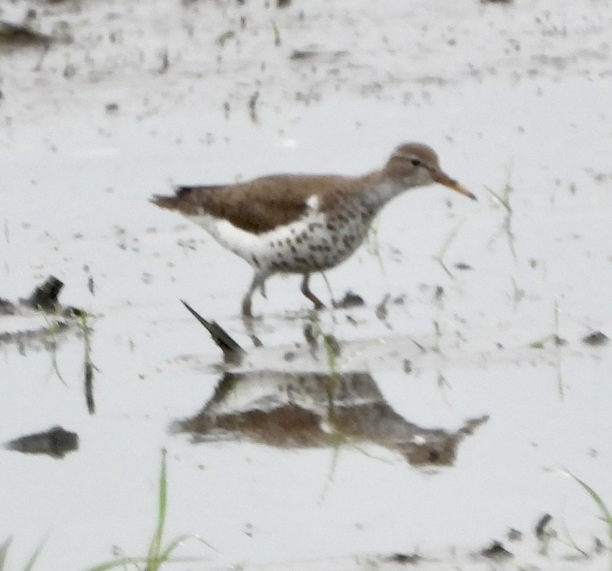 Spotted Sandpiper - ML619990046