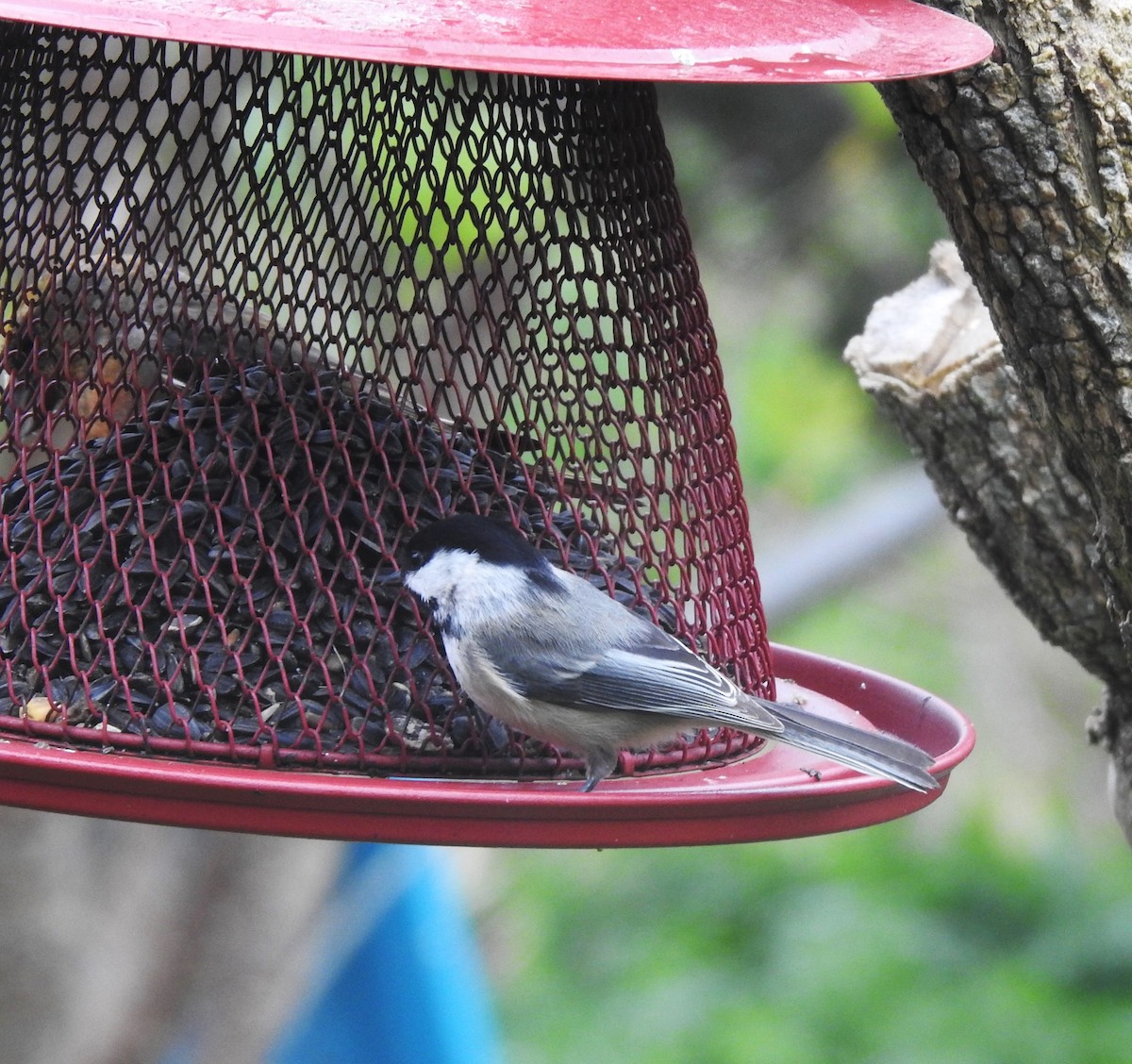 Black-capped Chickadee - ML619990047