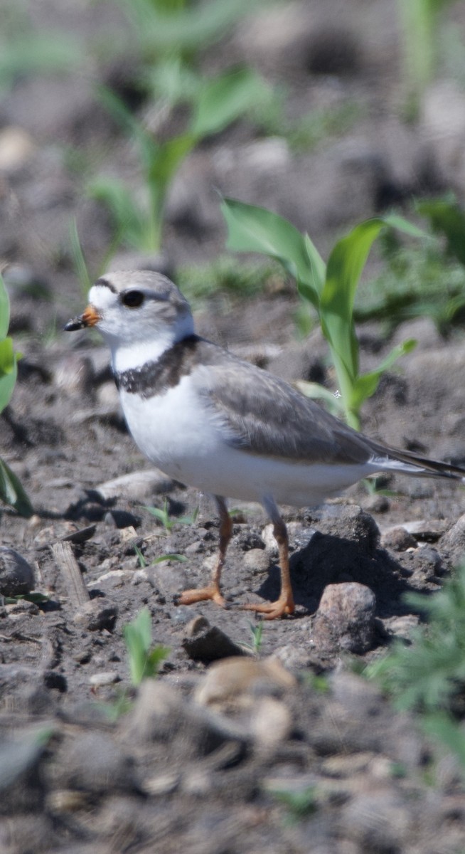Piping Plover - ML619990049
