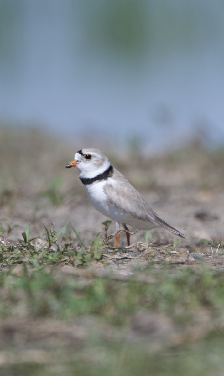 Piping Plover - ML619990050