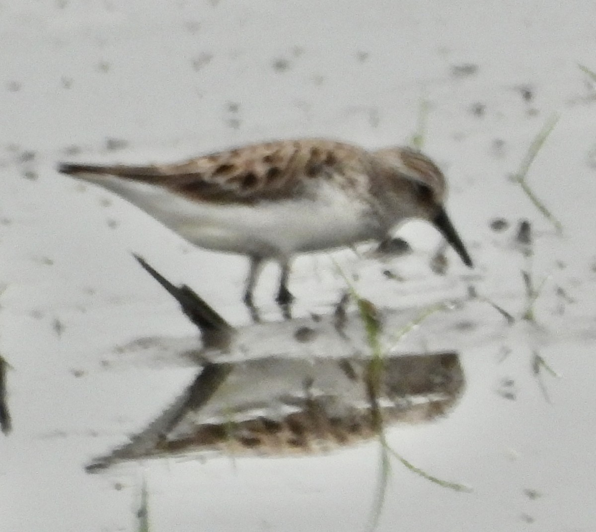 Semipalmated Sandpiper - John Grossa