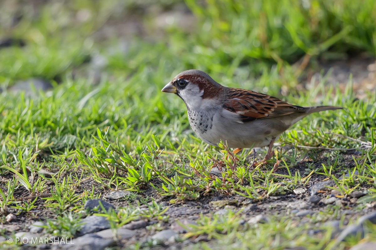 Moineau domestique - ML619990059