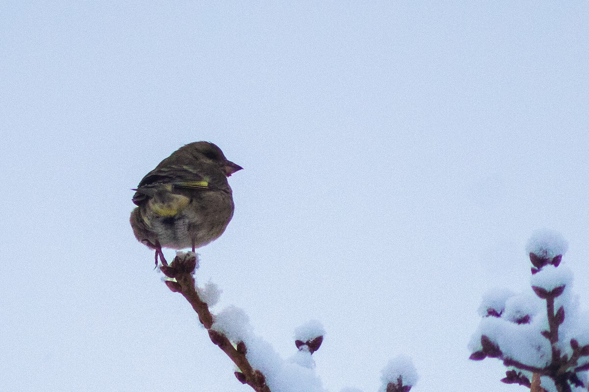 European Greenfinch - ML619990060