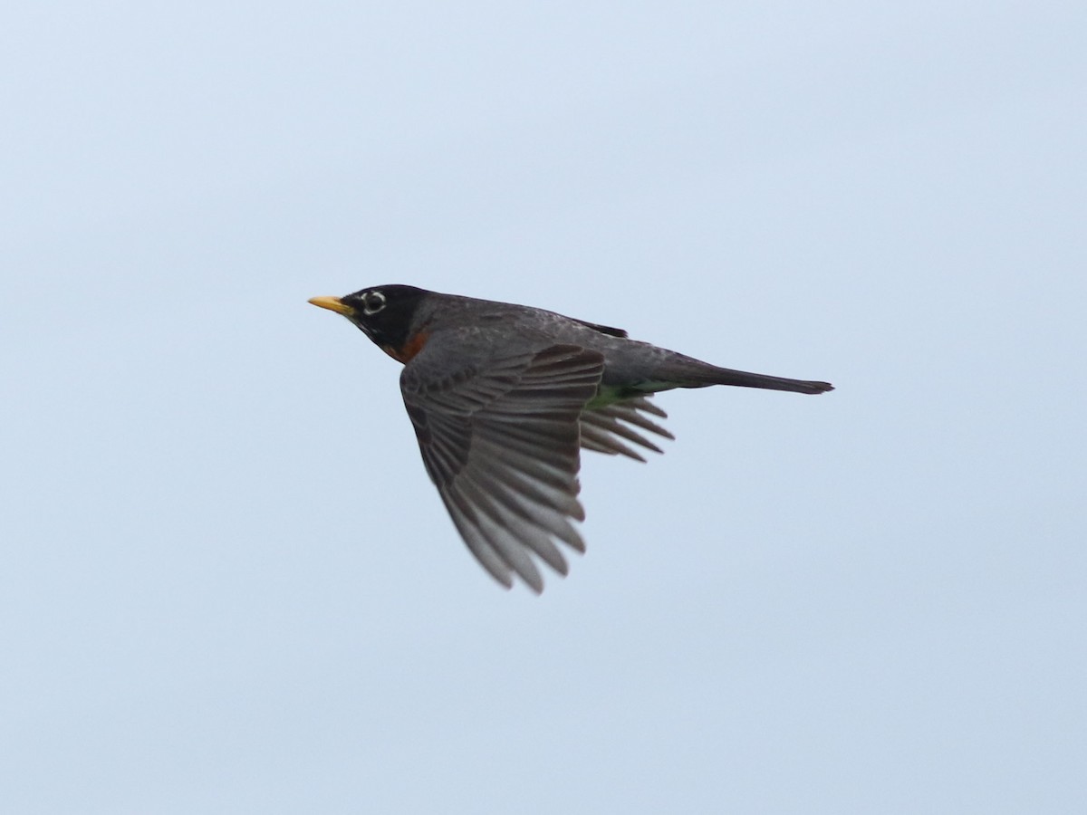 American Robin - ML619990061